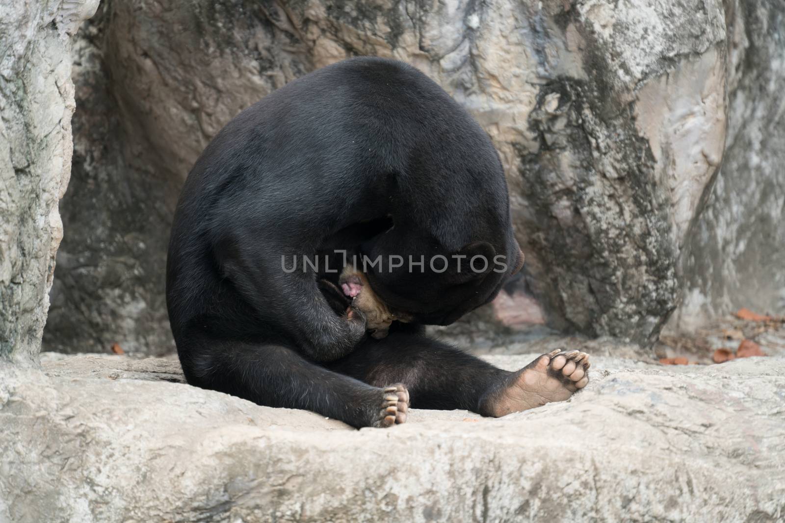 malayan sunbear (helarctos malayanus) resting in zoo