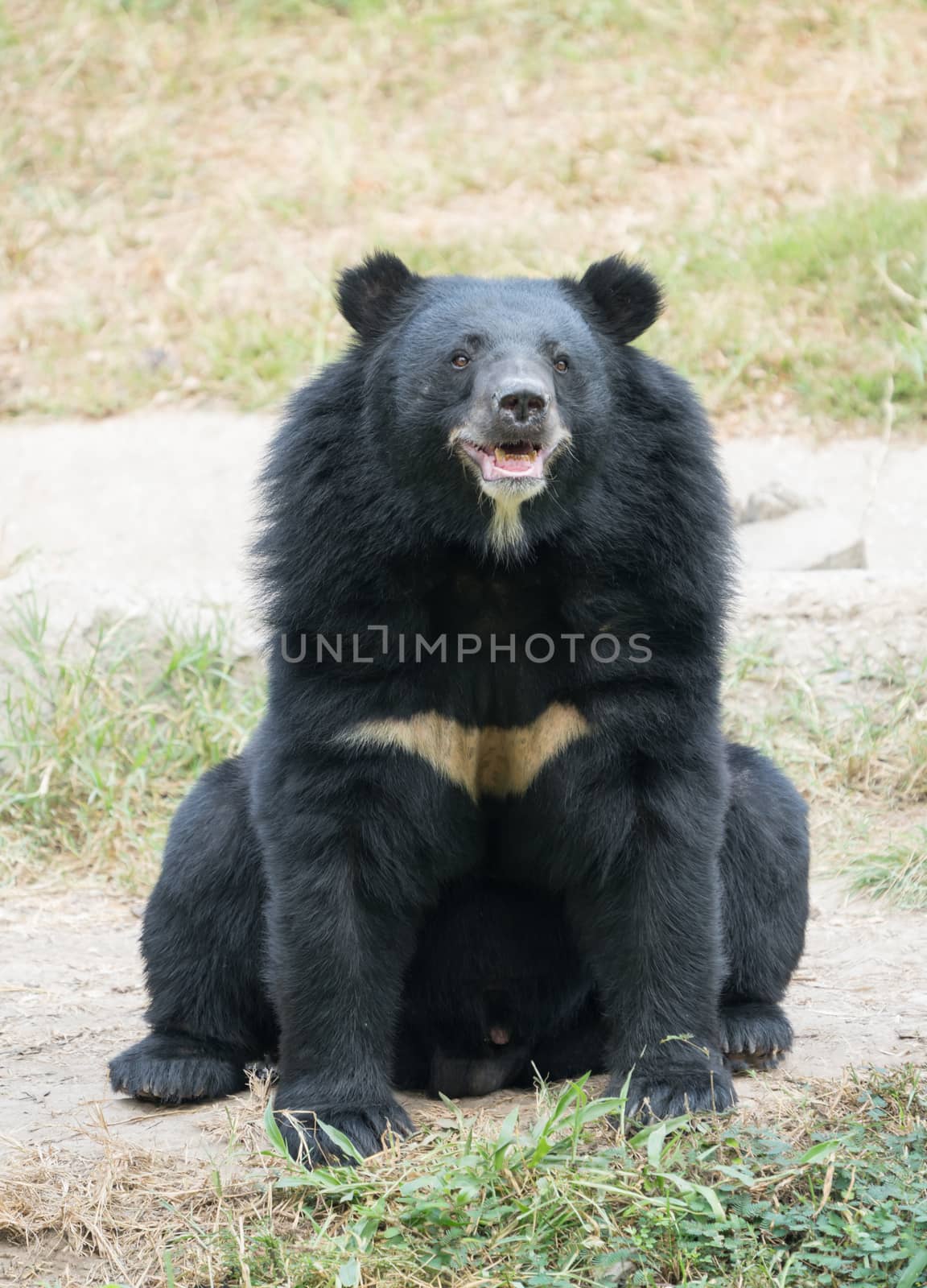 asiatic black bear by anankkml