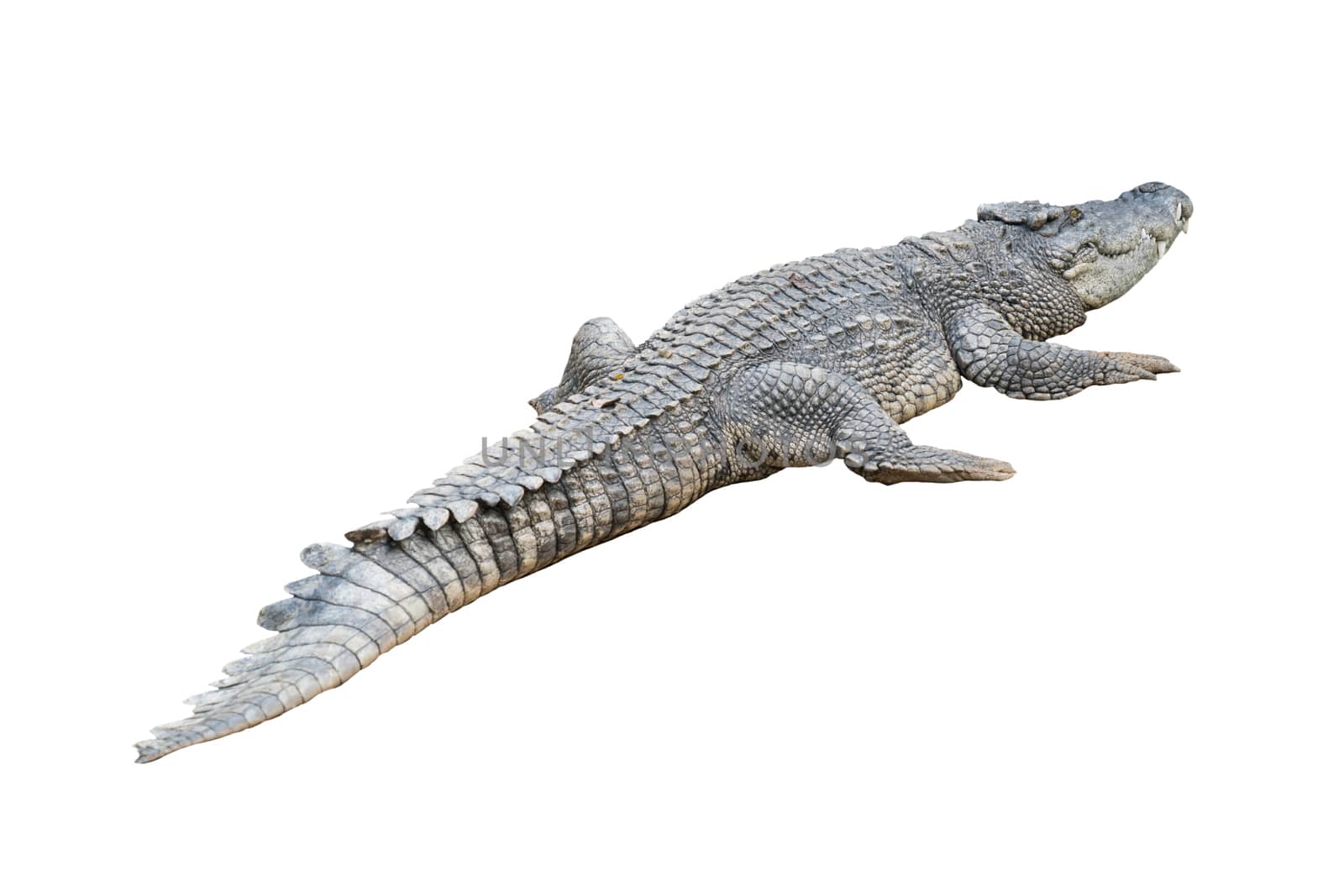 one siamese crocodile isolated on white background