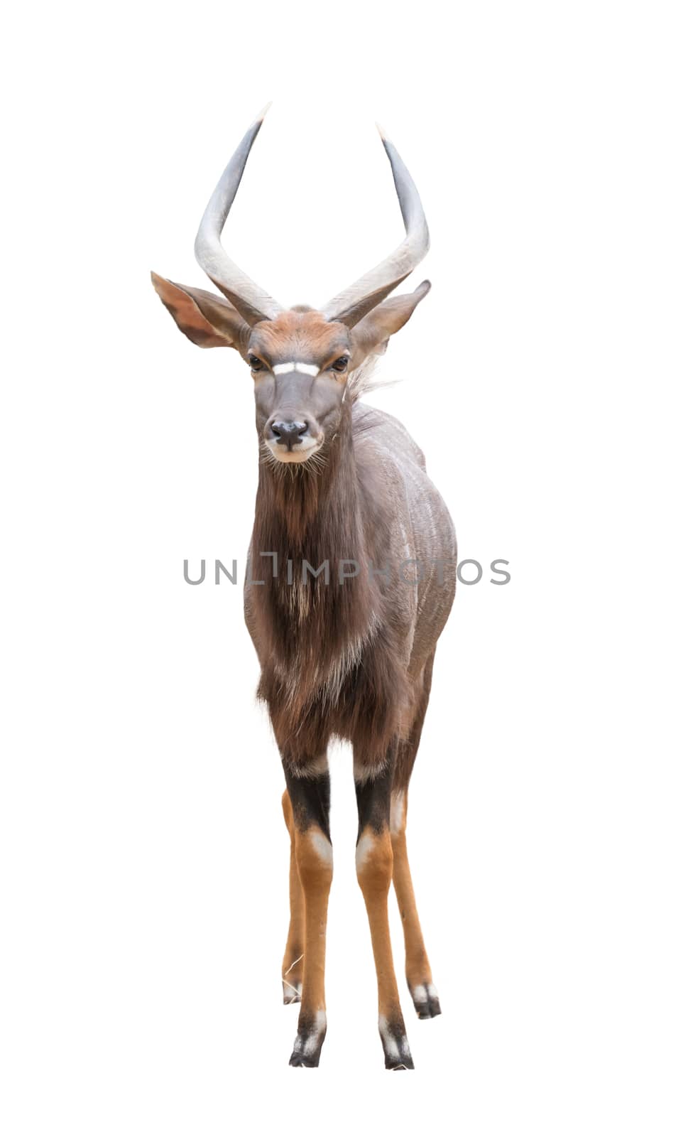 male nyala (tragelaphus angasii) isolated on white background