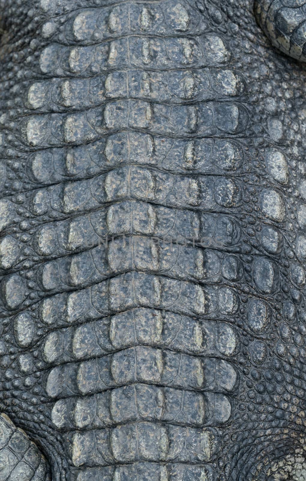 crocodile skin leather background by anankkml