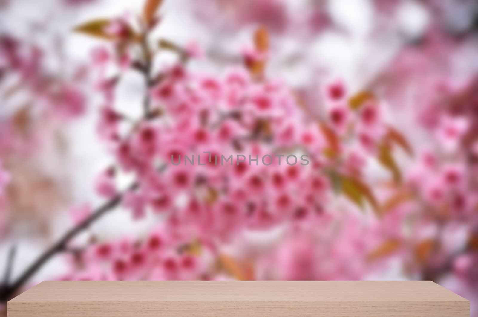 beautiful wild himalayan cherry flower defocus background with wooden shelf