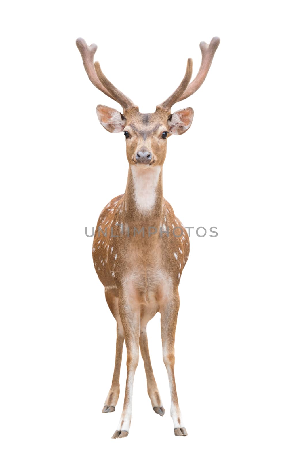 axis deer or chital isolated on white background
