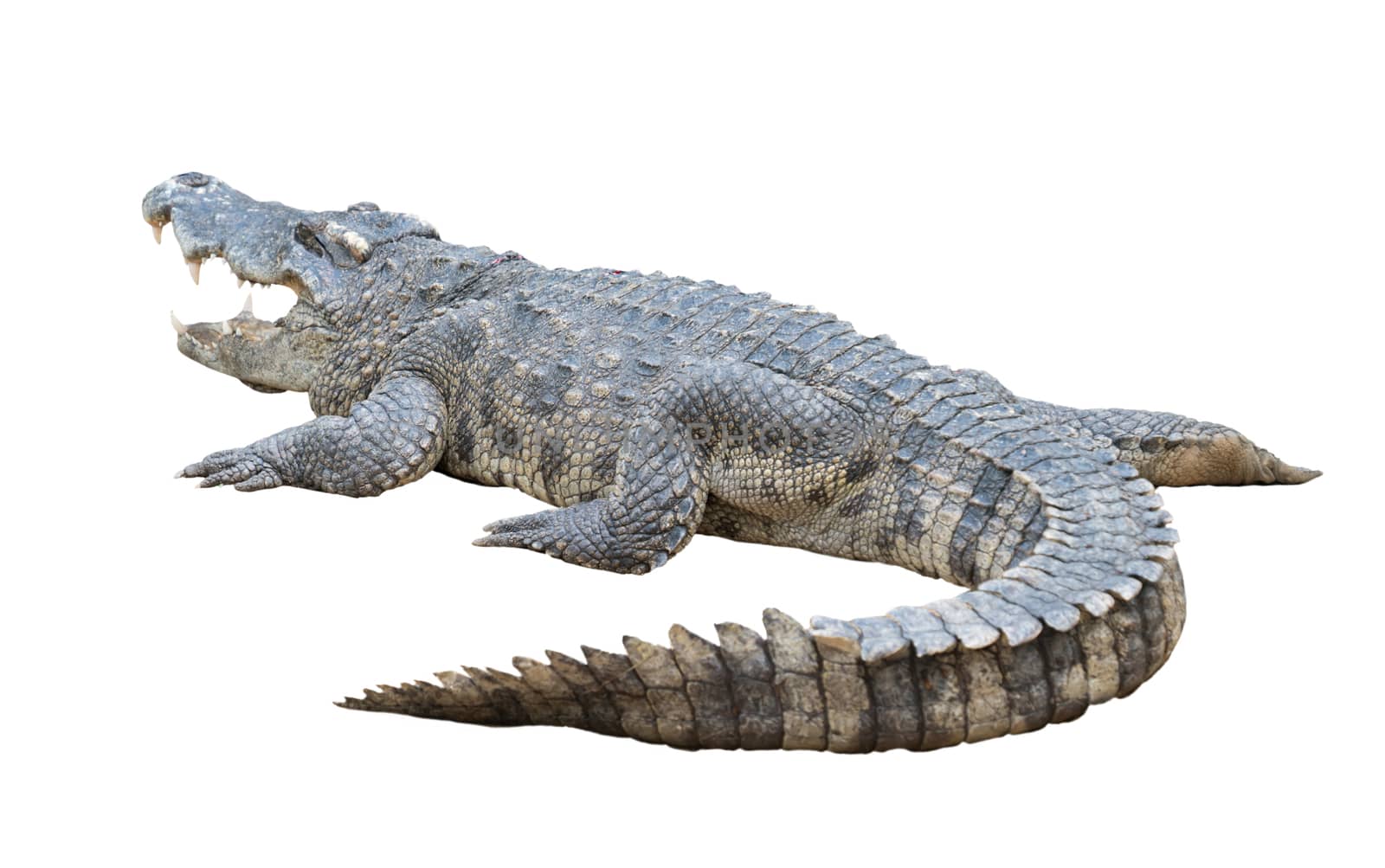 one siamese crocodile isolated on white background