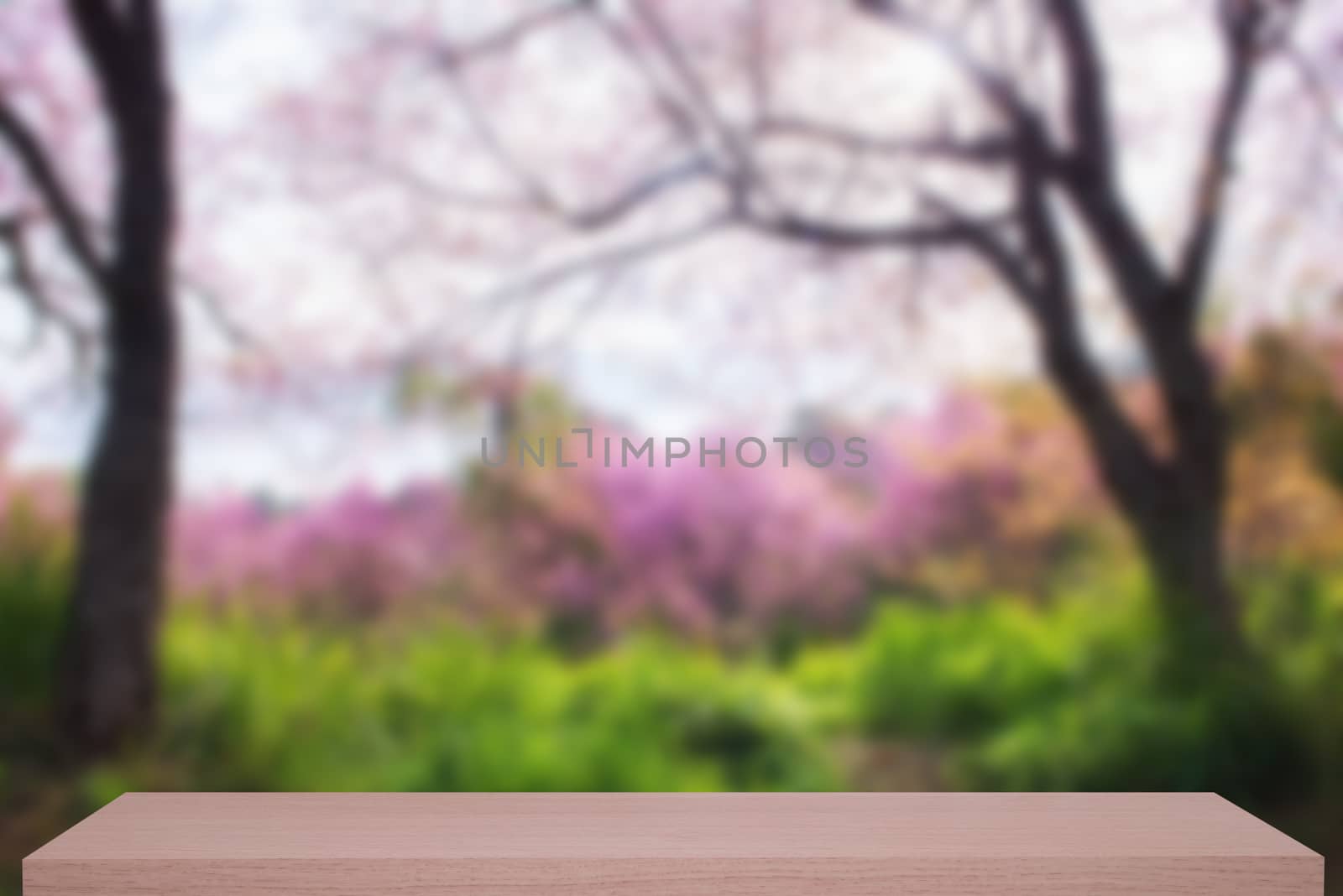 wild himalayan cherry flower defocus background with wooden shelf