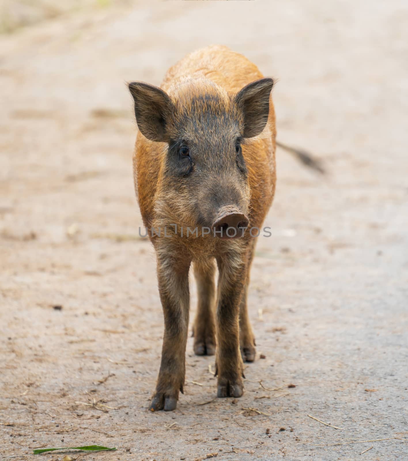 asian wild boar  by anankkml