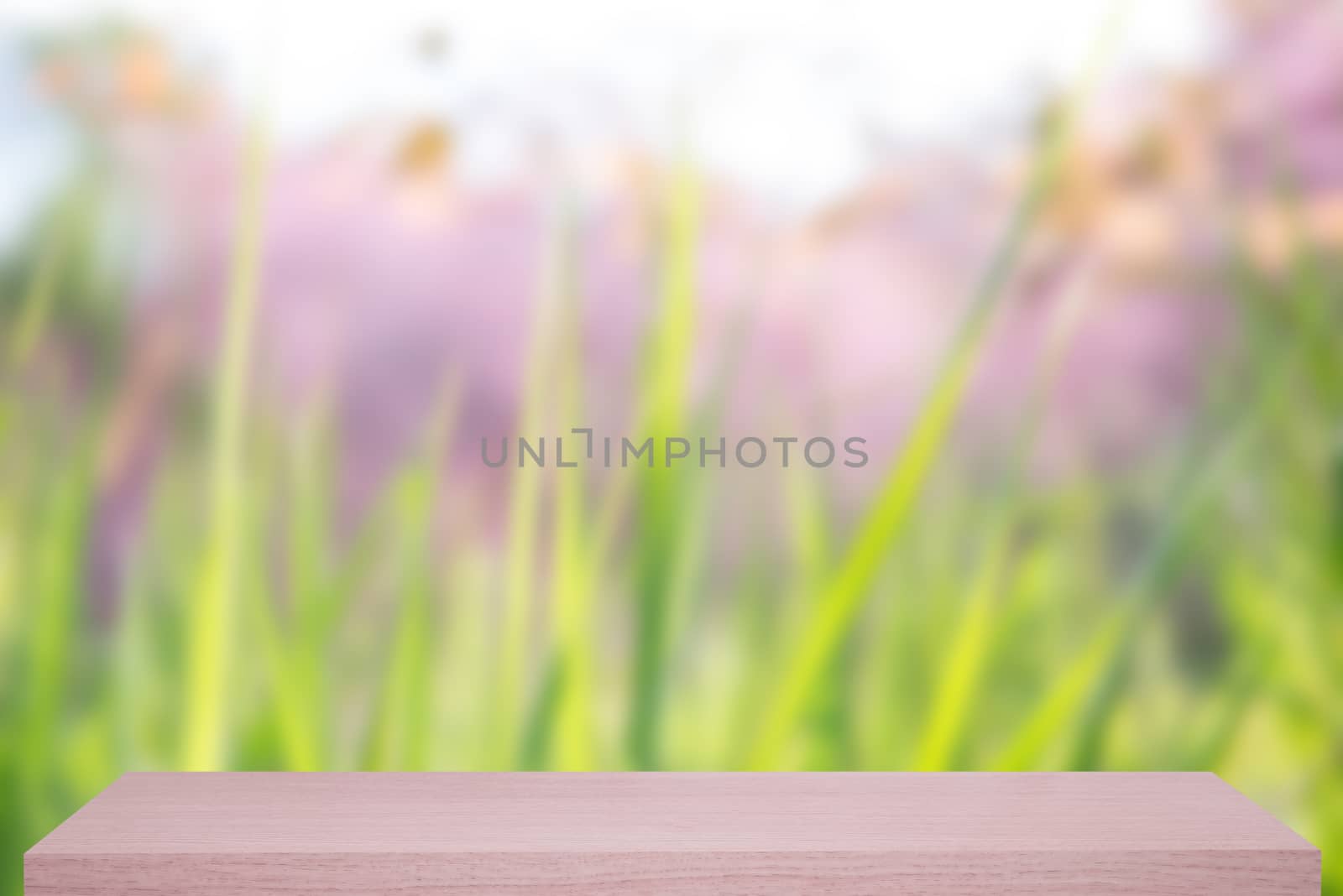 wild himalayan cherry flower defocus background with wooden shelf