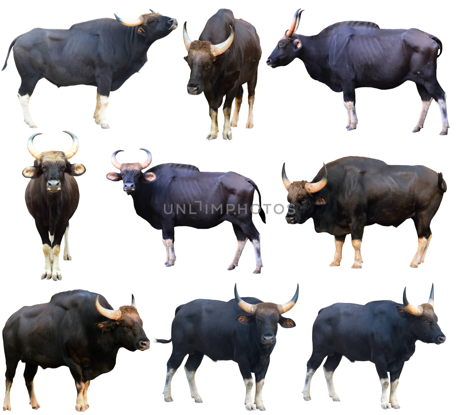 gaur ( Bos gaurus ) isolated on white background