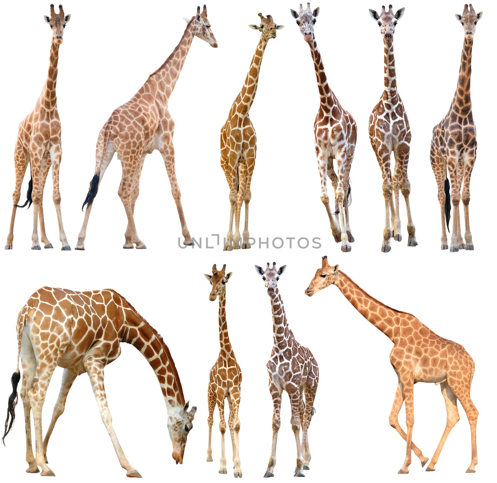 male and female giraffe isolated on white background