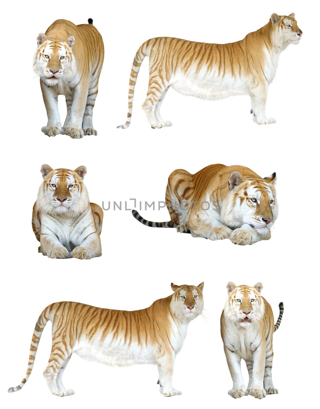 male and female golden tabby tiger isolated by anankkml