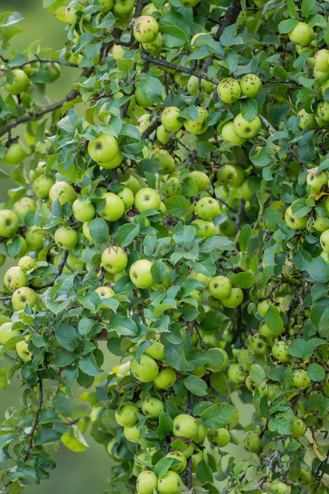 A branch full of ripe green apples