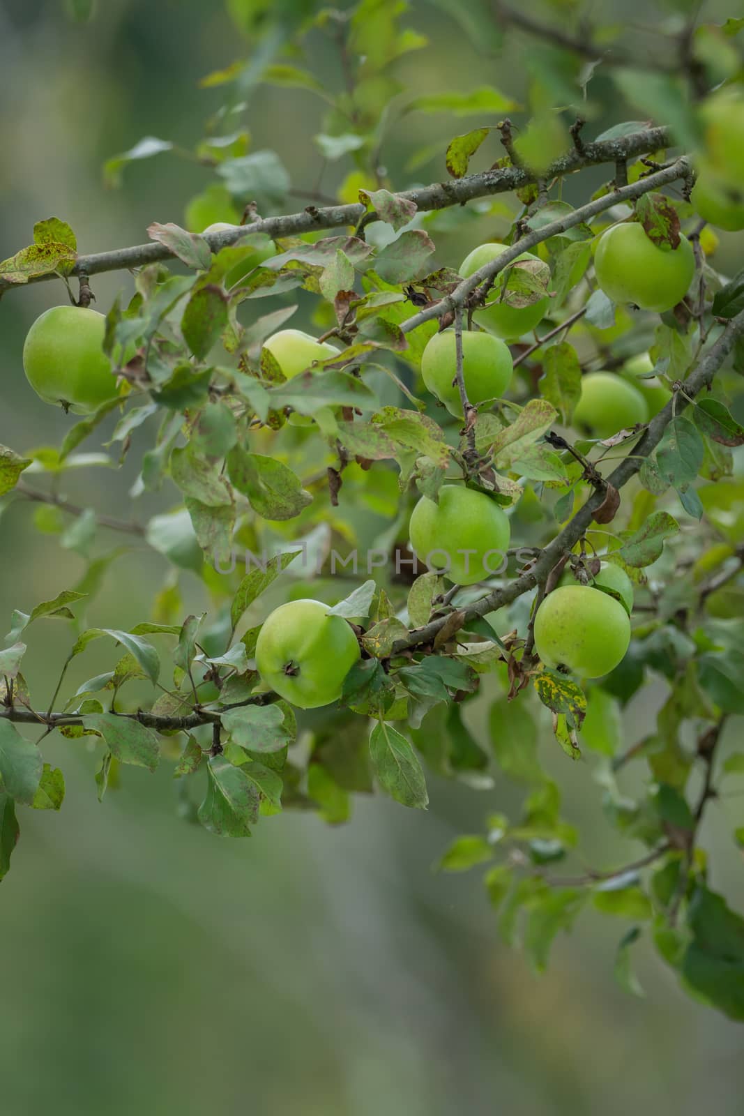 A branch full of ripe green apples by sandra_fotodesign