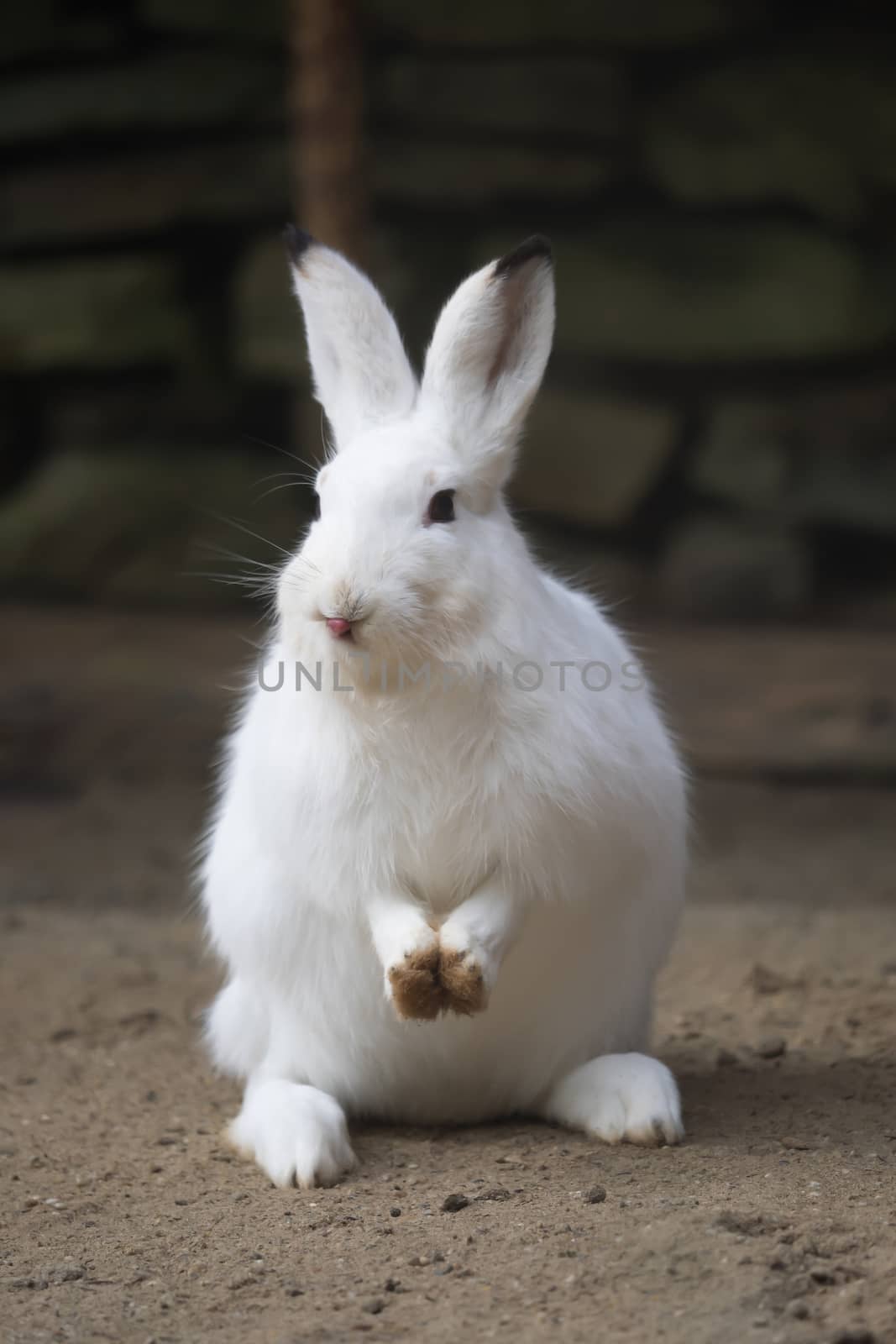 A white rabbit looks into the camera