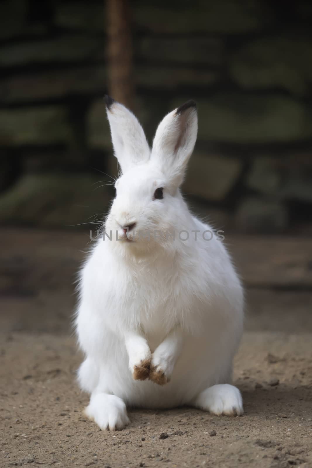 A white rabbit looks into the camera