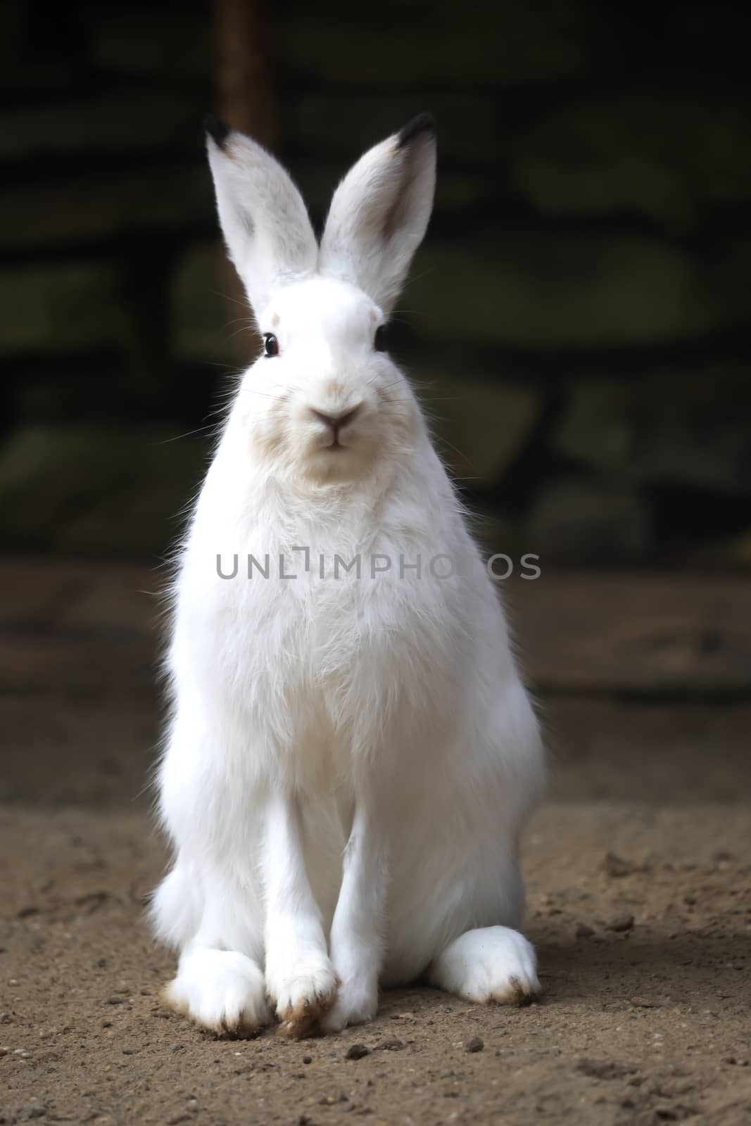 A white rabbit looks into the camera