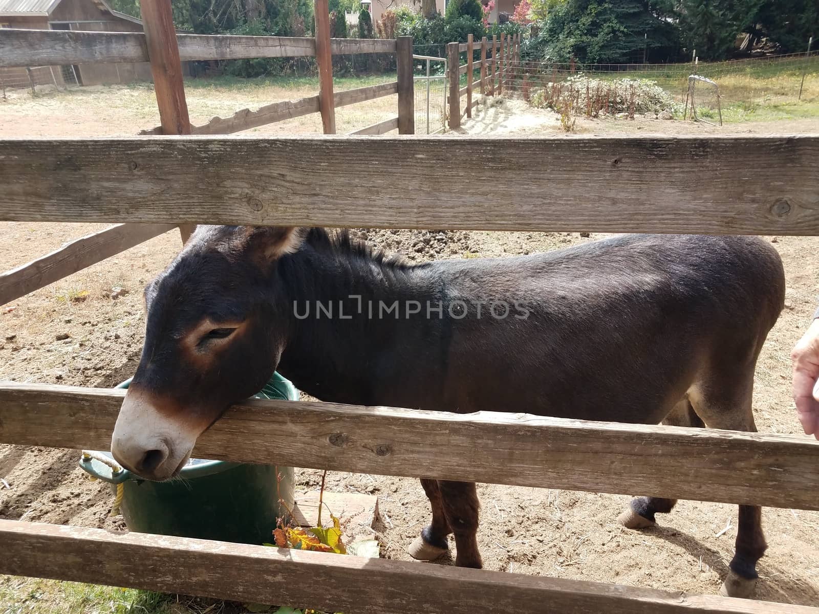 brown miniature donkey and wood fence on farm by stockphotofan1