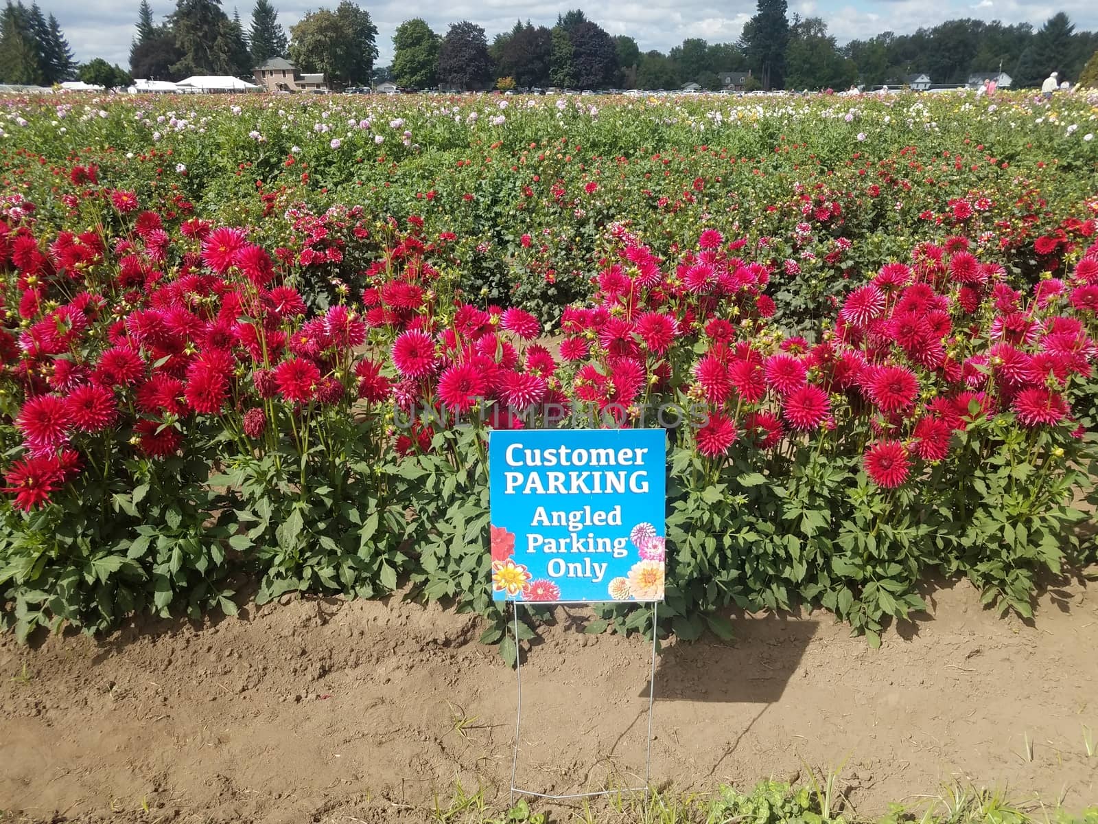 customer parking angled parking only sign and colorful dahlia field