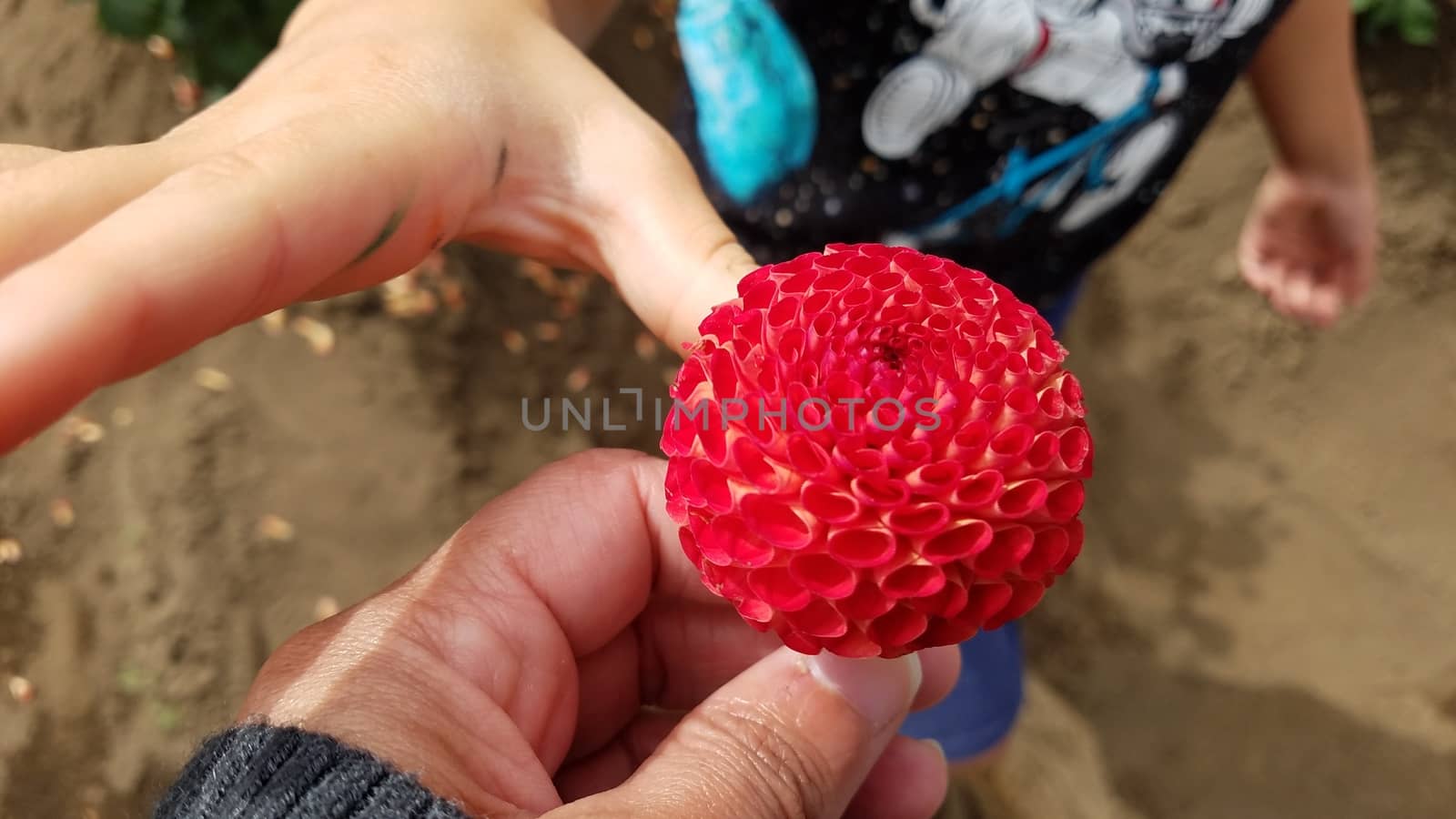 mother handing pretty red dahlia flower to son's hand
