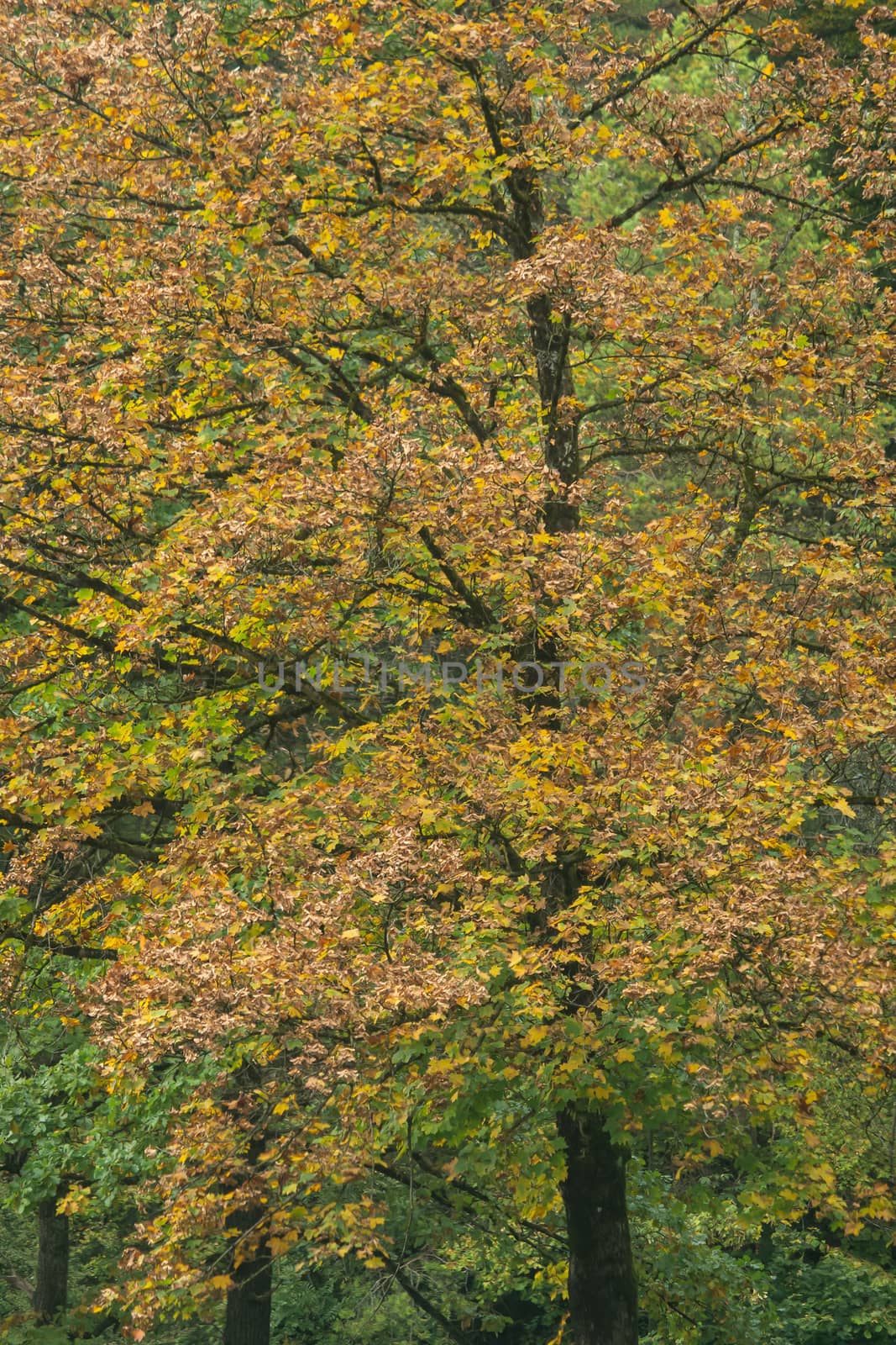 Trees and shrubs in beautiful autumnal colors