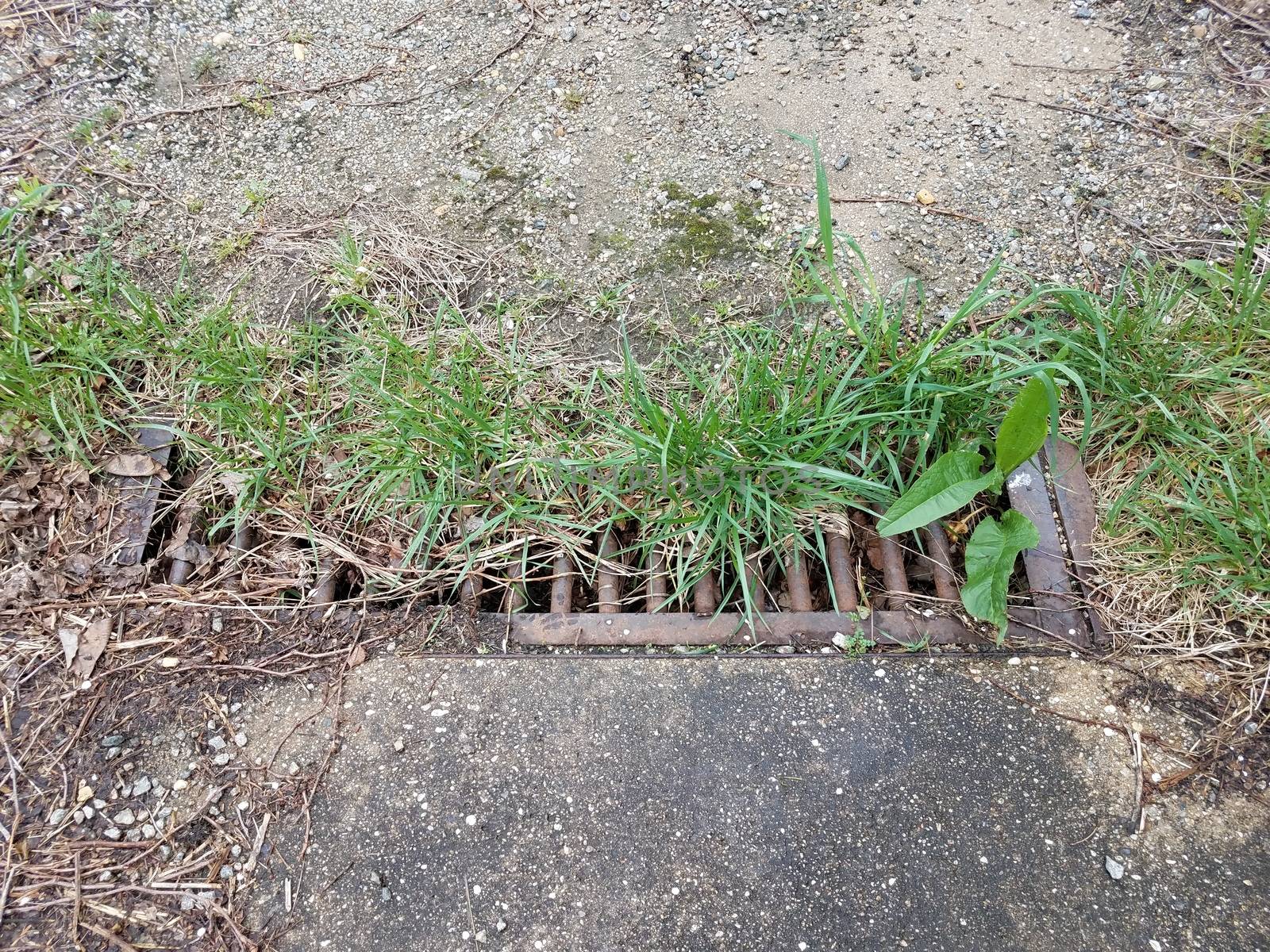 rusty metal iron grate bars on drain with green grass growing
