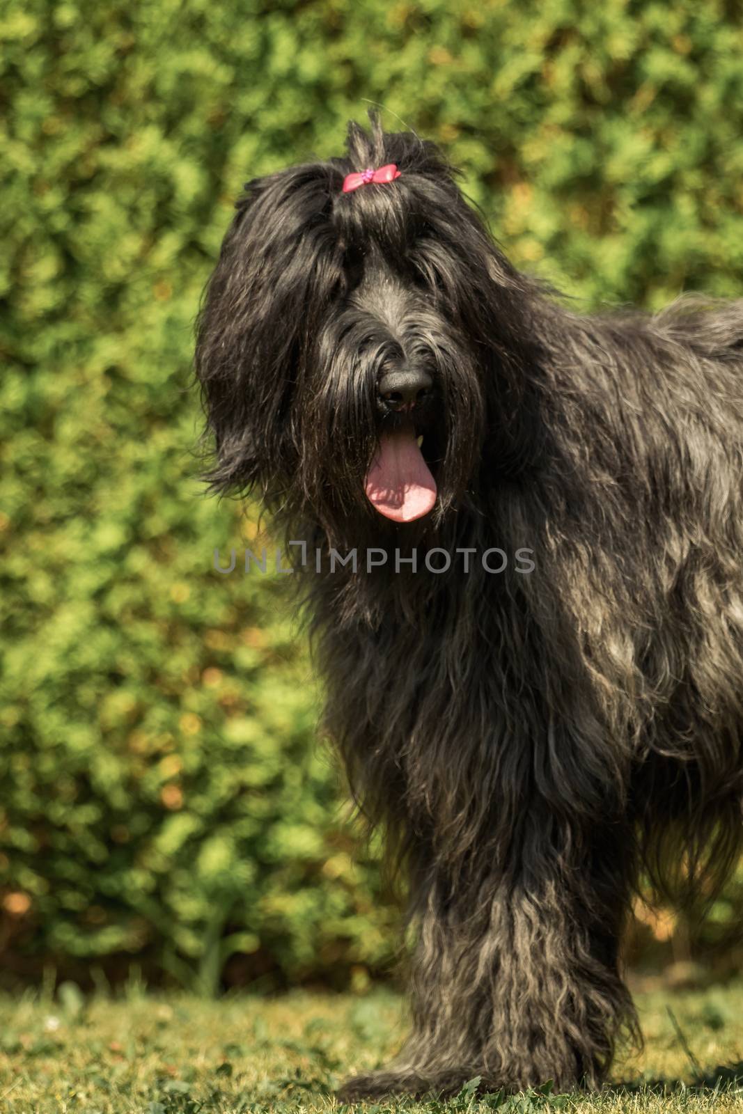 A beautiful black Briard in the garden by sandra_fotodesign