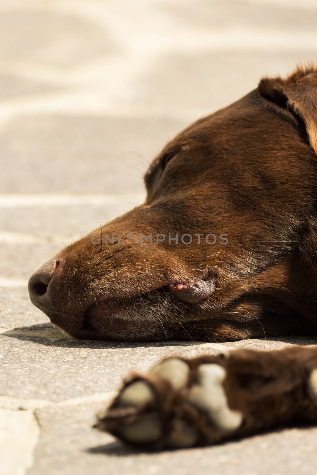 Head and paw of an old brown Labrador Retriever