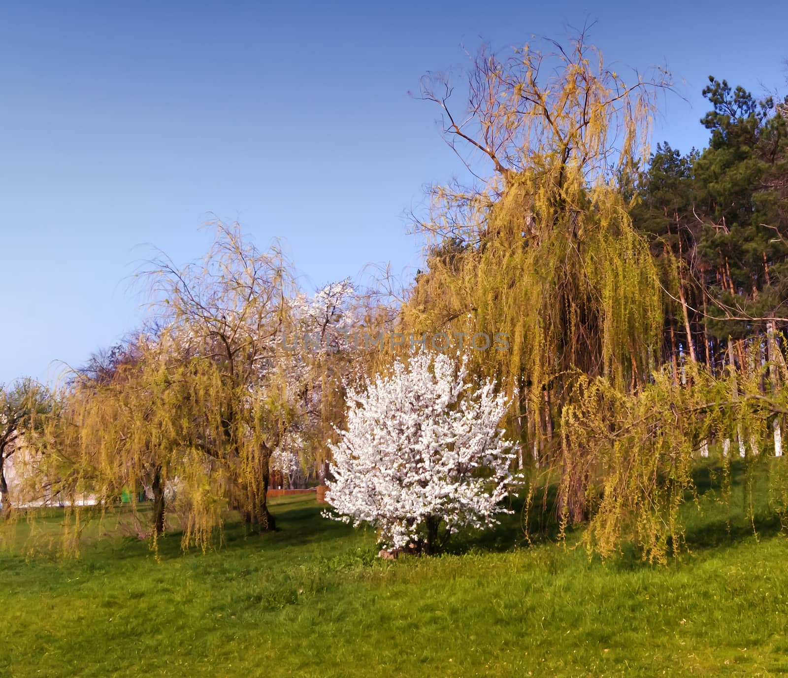 Fruit flowering tree in spring in the park, grass, trees and blue sky