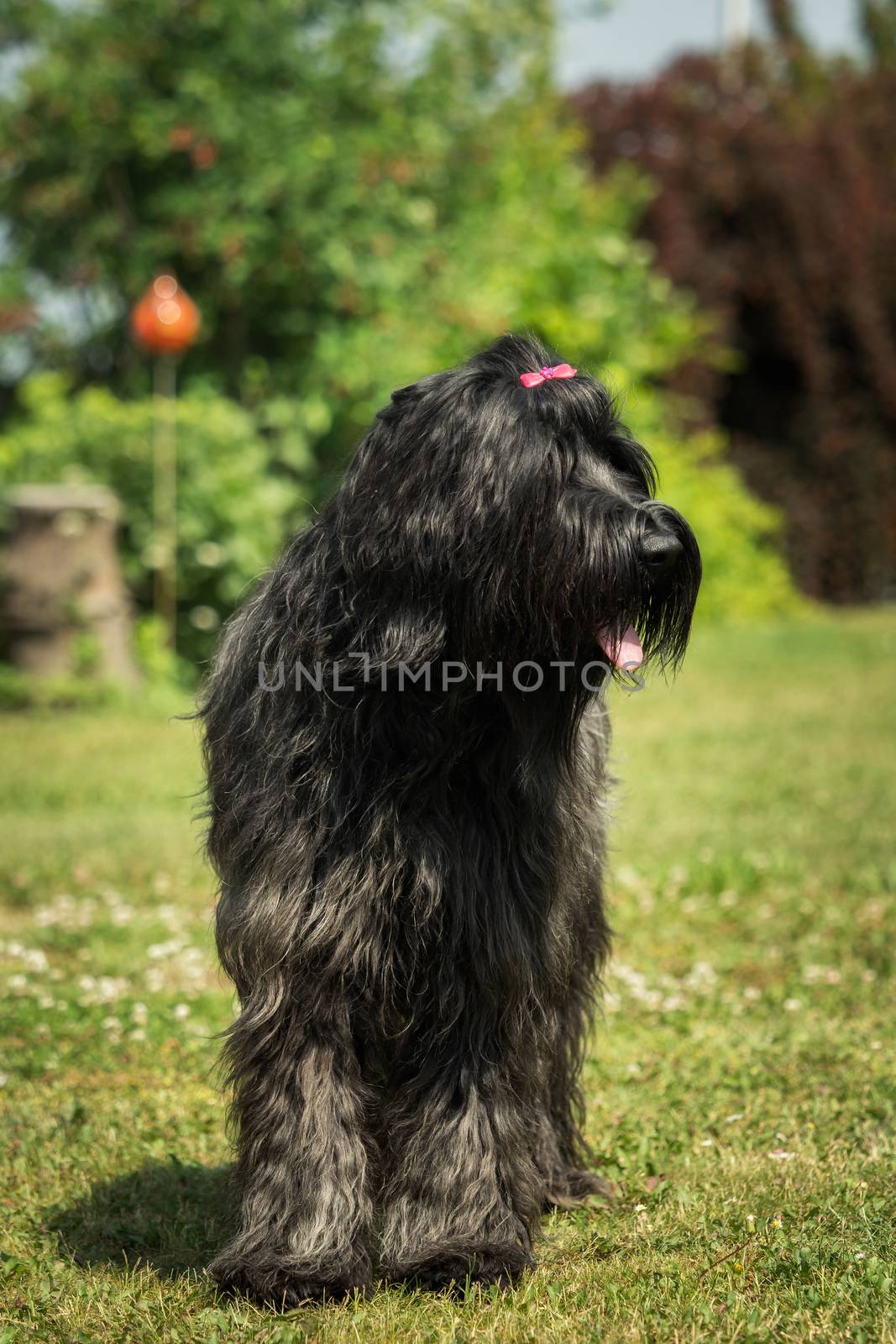 A beautiful black Briard in the garden by sandra_fotodesign