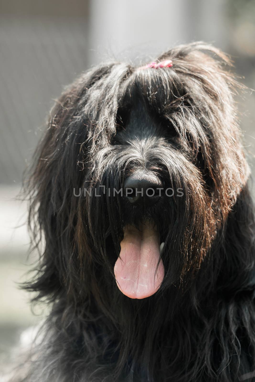 Close-up of the head of a black Briard by sandra_fotodesign