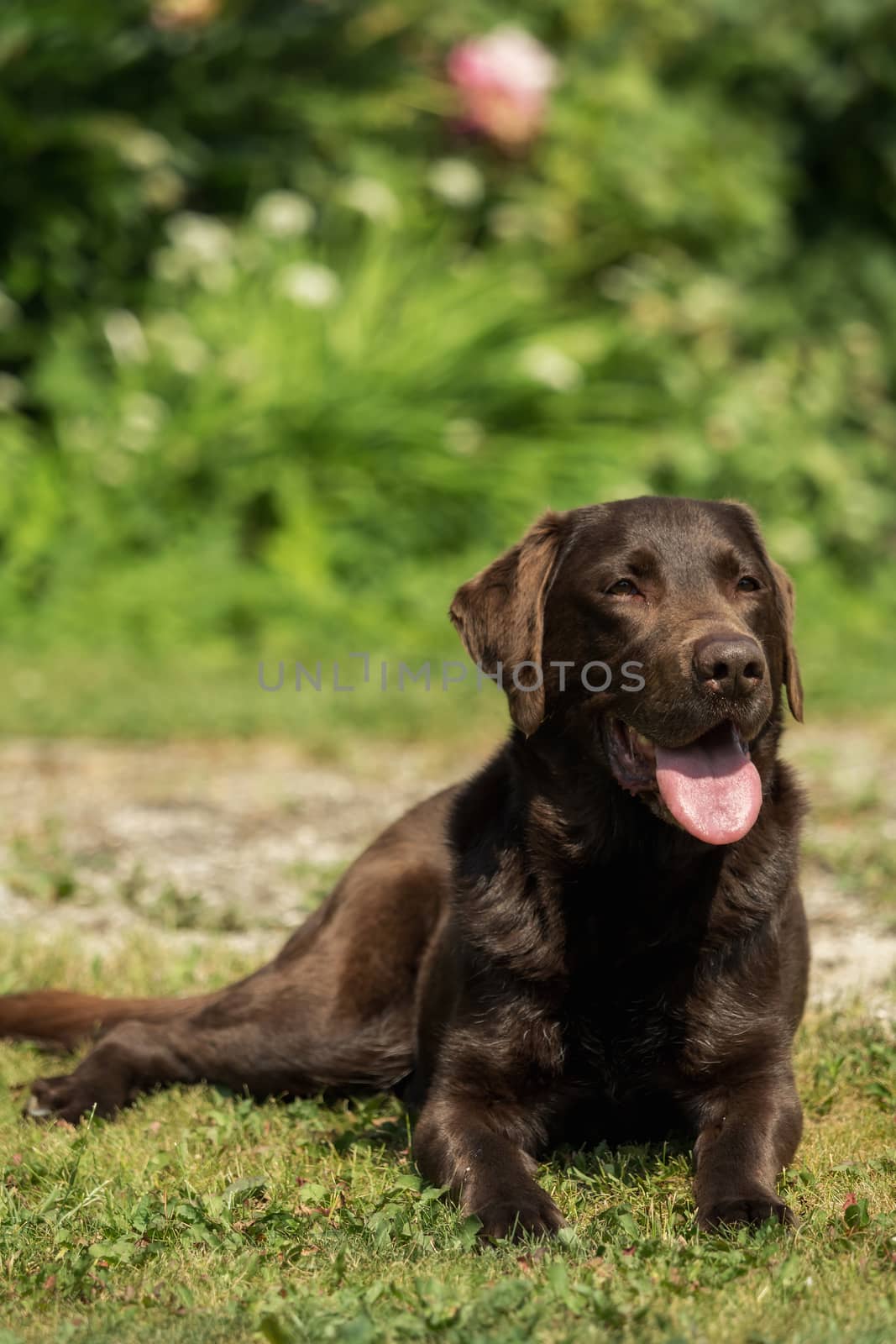 An old brown Labrador Retriever in the garden