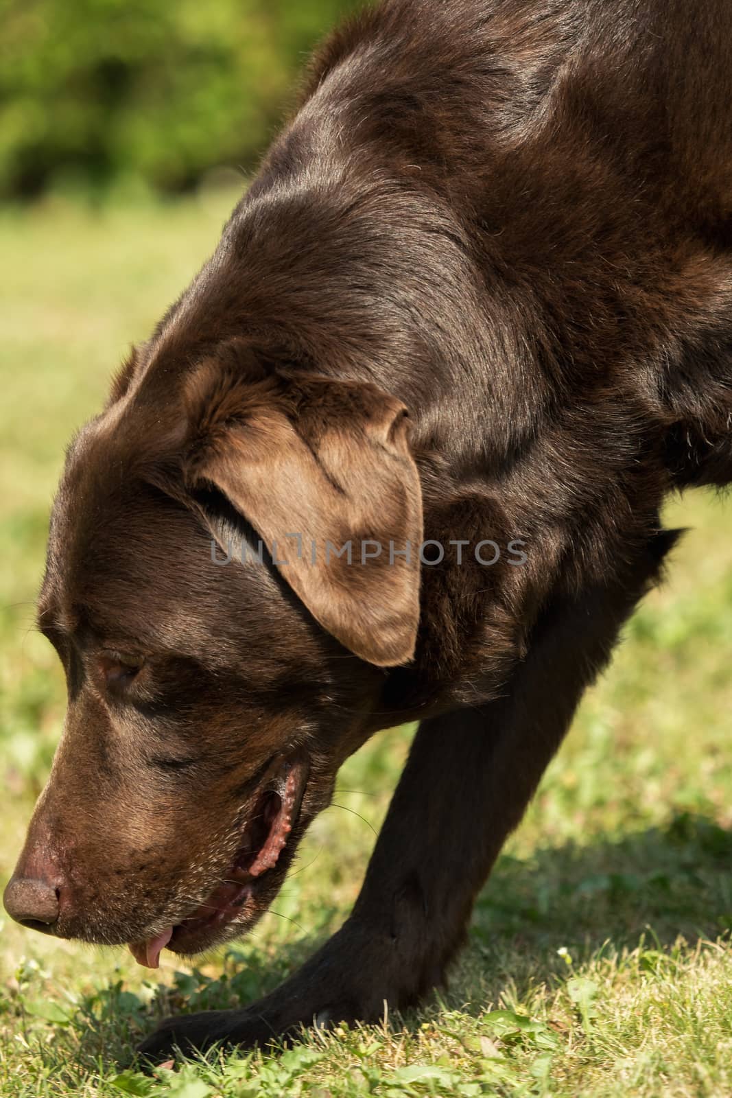 An old brown Labrador Retriever in the garden by sandra_fotodesign