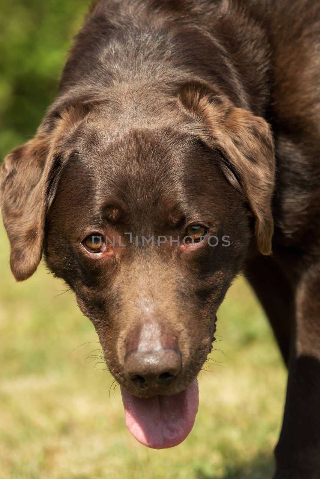 An old brown Labrador Retriever in the garden by sandra_fotodesign