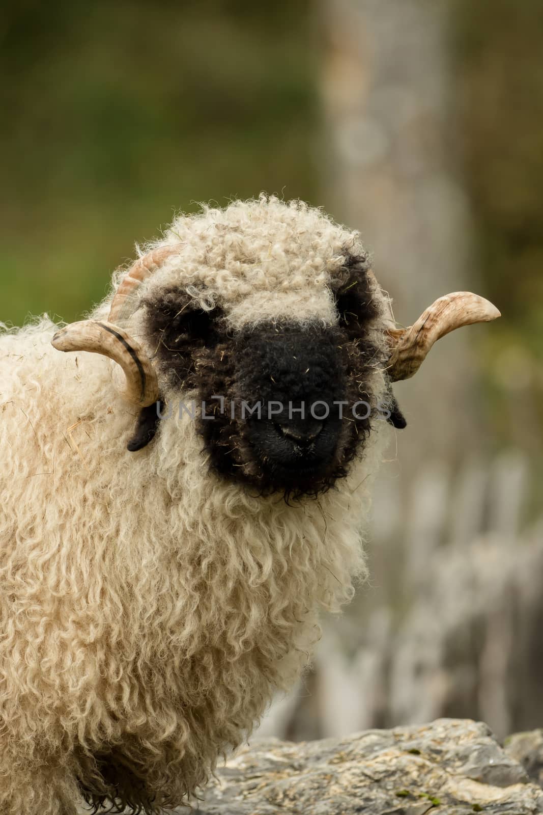 Valais black nose with soft bokeh by sandra_fotodesign
