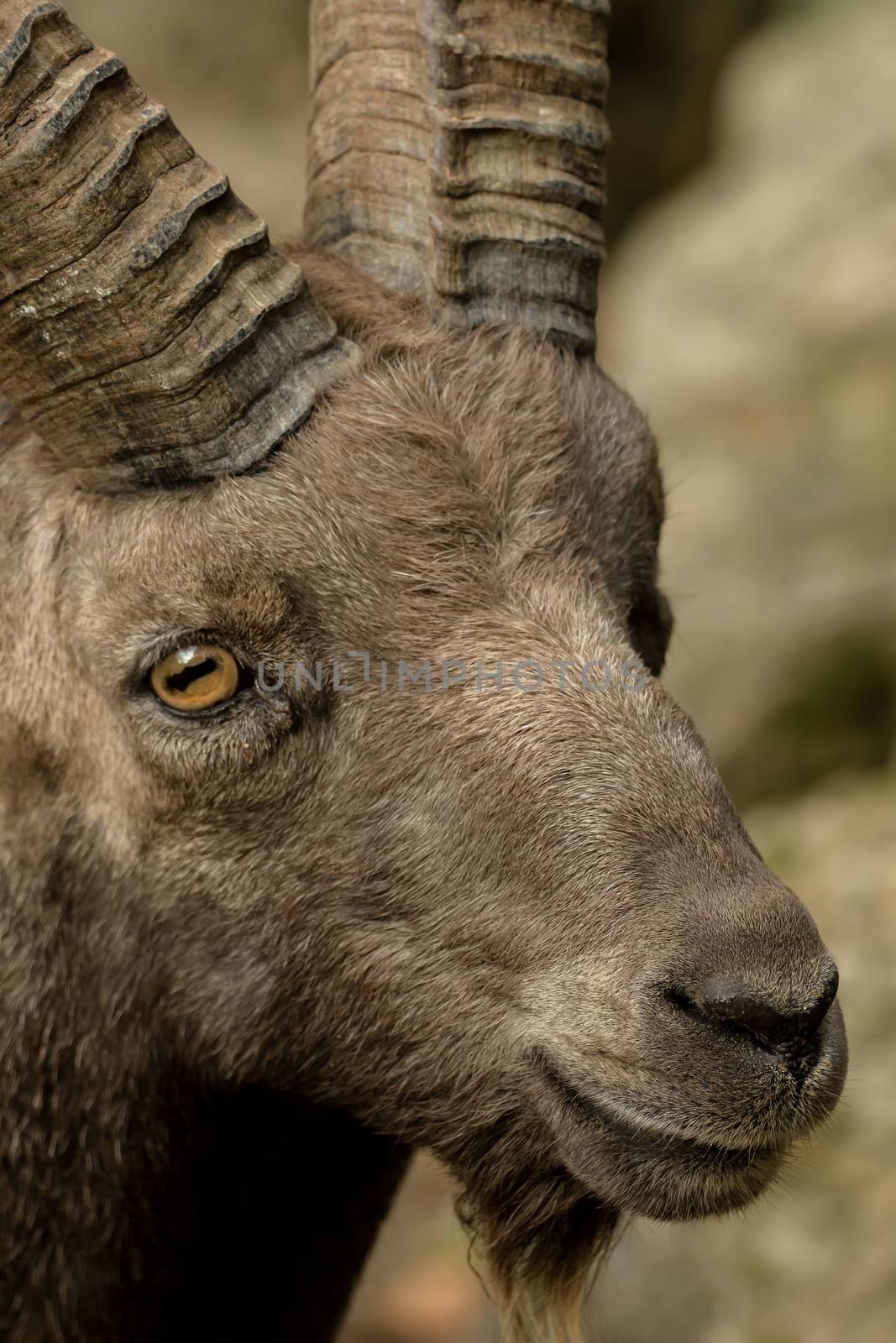 Head of a goat with soft bokeh