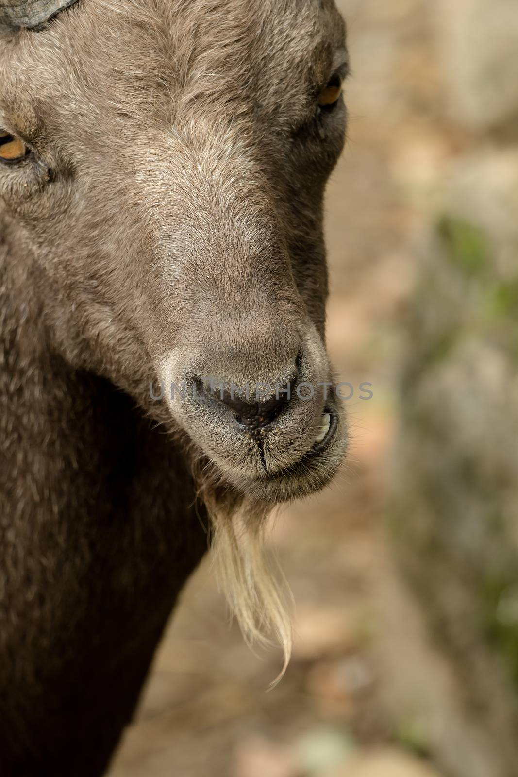 Head of a goat with soft bokeh by sandra_fotodesign