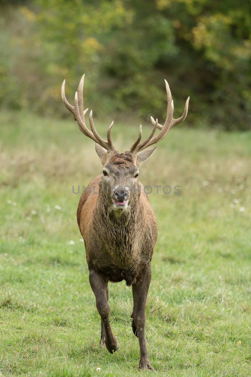 Beautiful stag with great antlers on green meadow by sandra_fotodesign