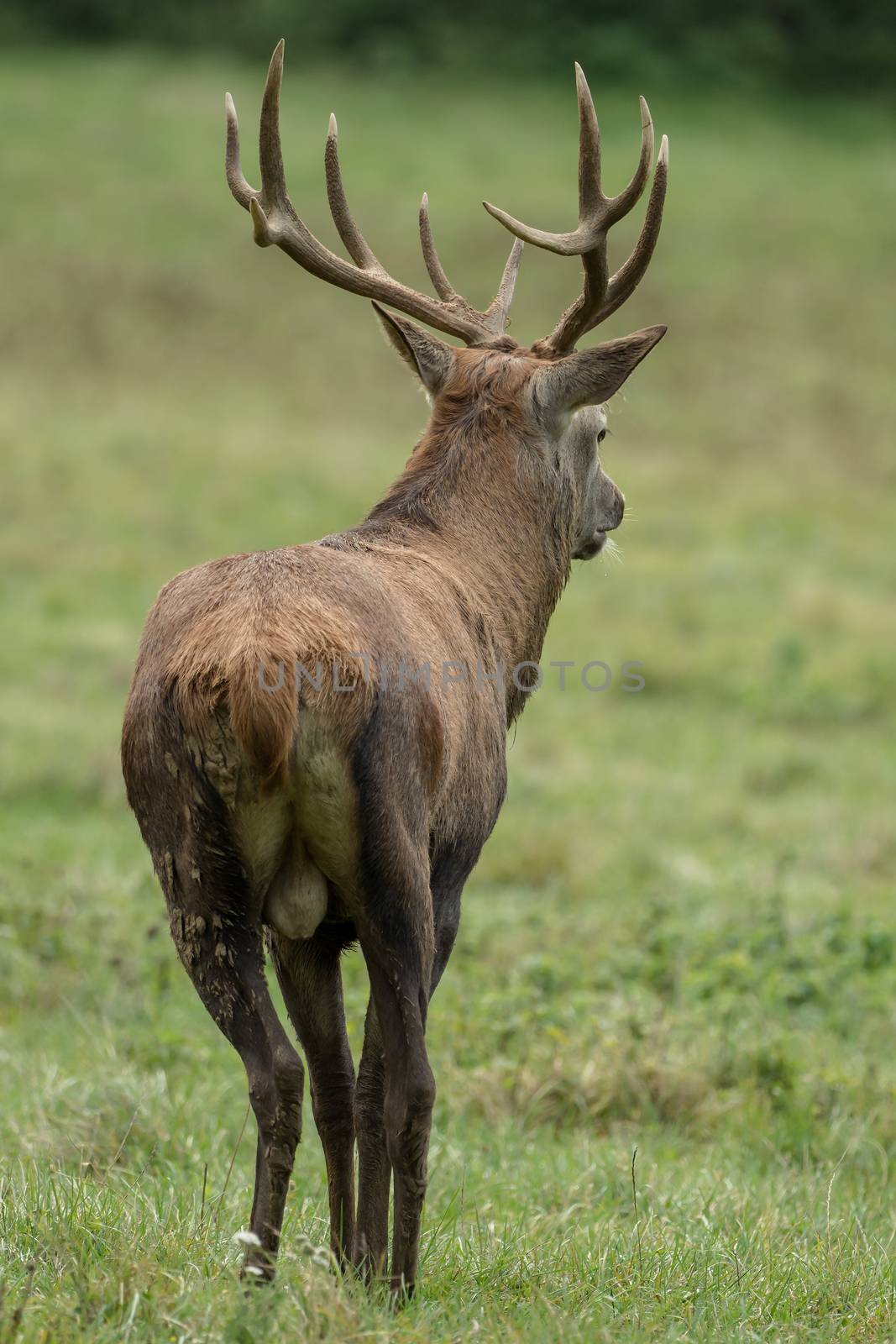 Beautiful stag with great antlers on green meadow