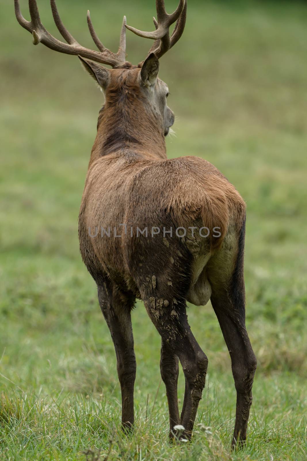 Beautiful stag with great antlers on green meadow by sandra_fotodesign