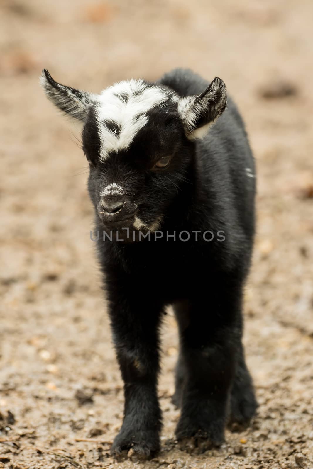 A young black and white goat stands outside