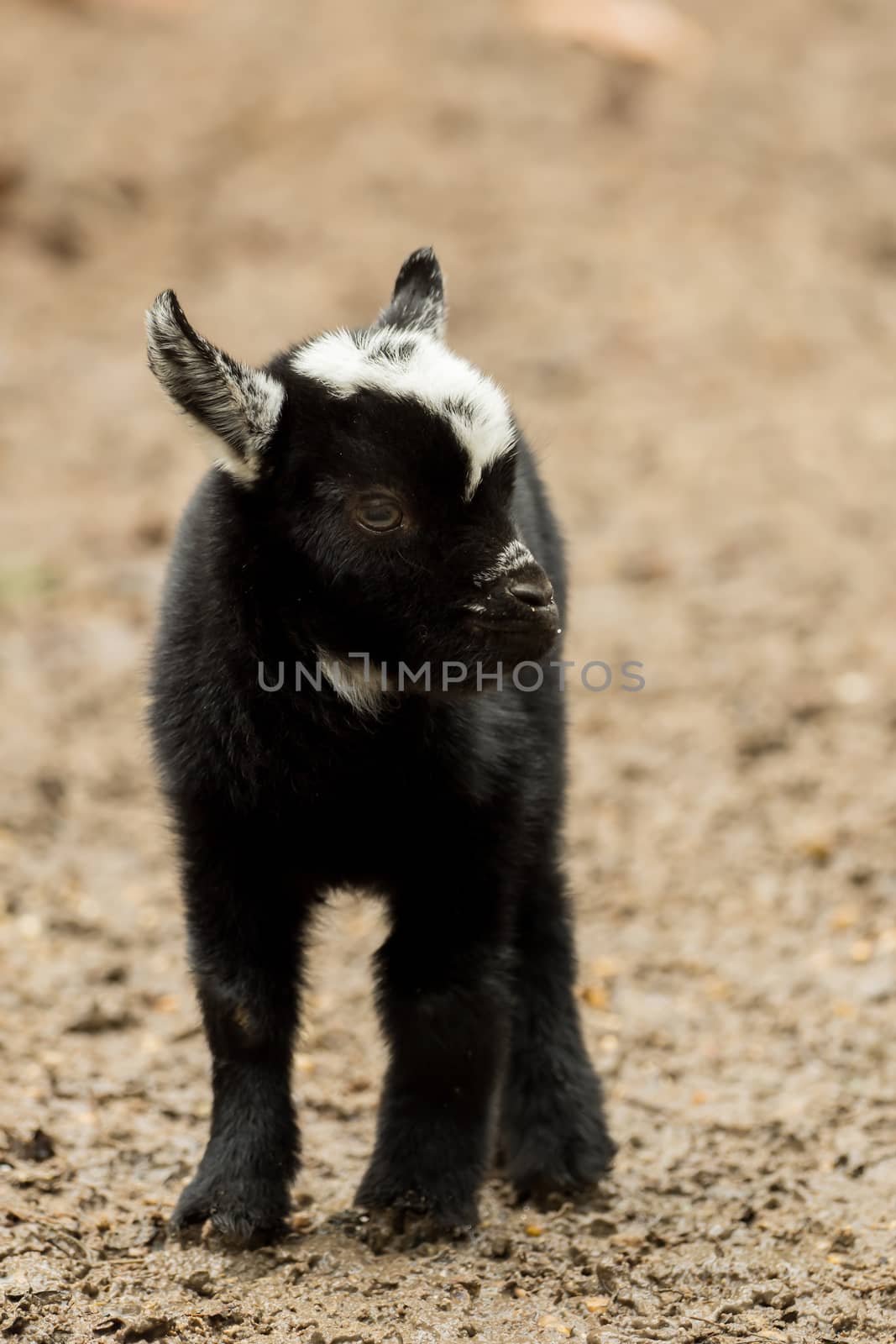 A young black and white goat stands outside by sandra_fotodesign