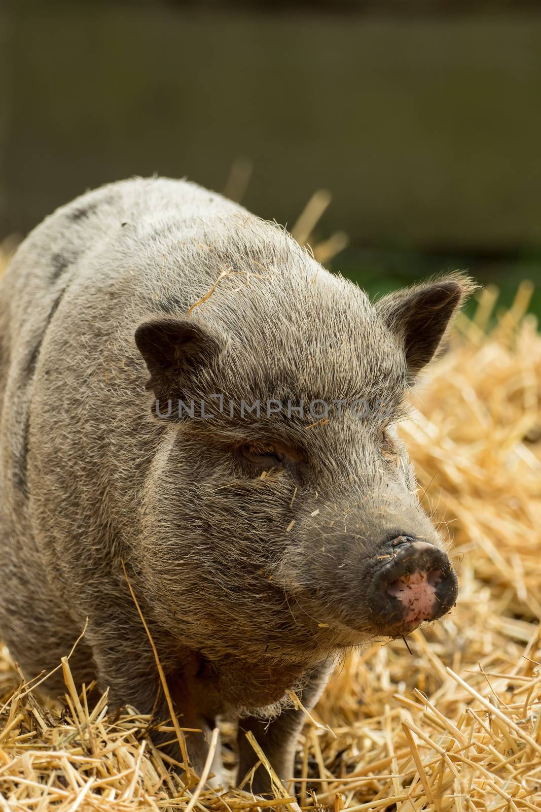 A pig stands in the middle of the straw by sandra_fotodesign