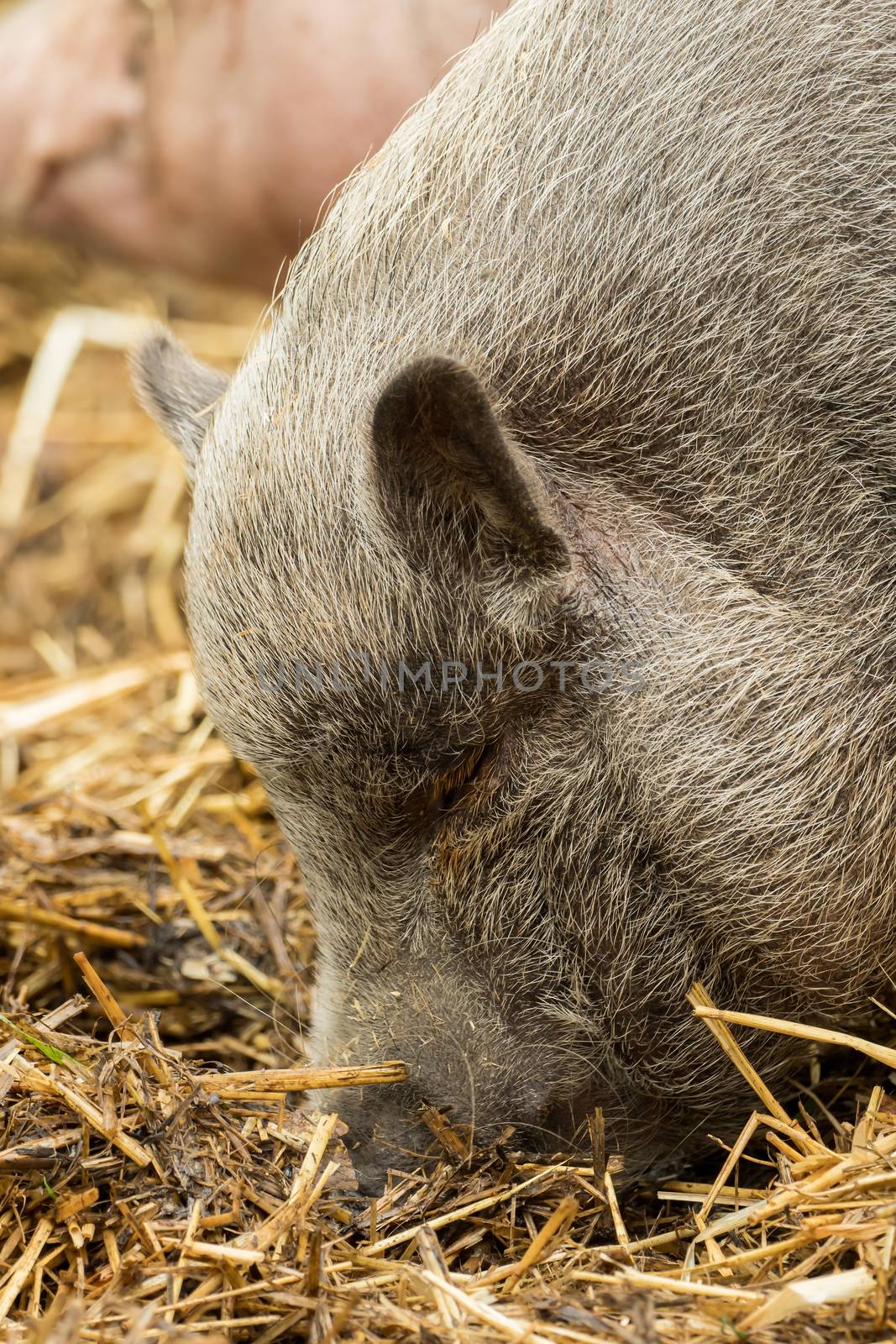 A pig is looking for food in the straw