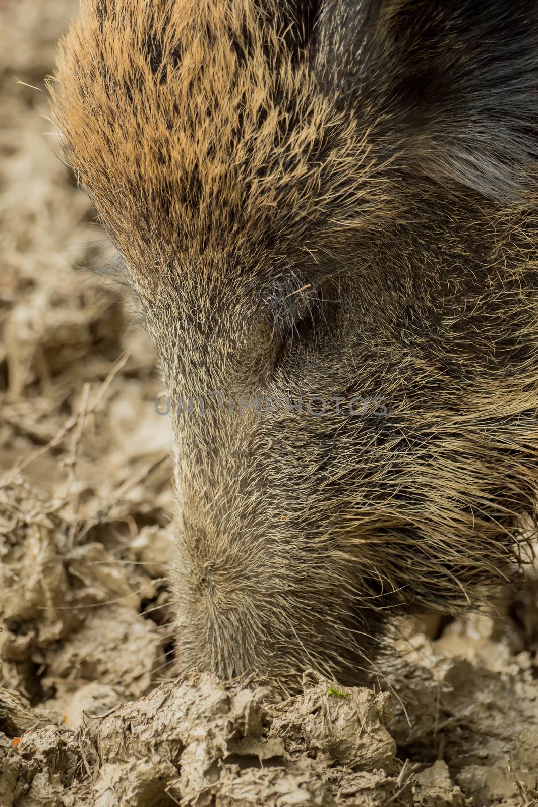 A boar is looking for food in the wet mud