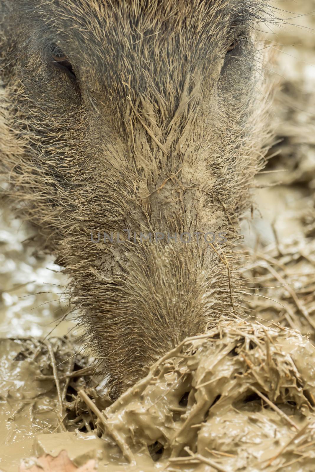 A boar is looking for food in the wet mud