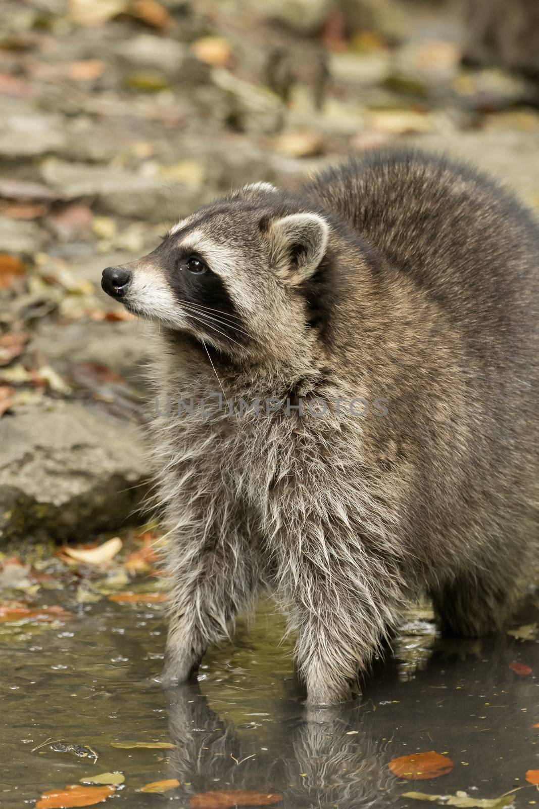 A raccoon plays outside on the water