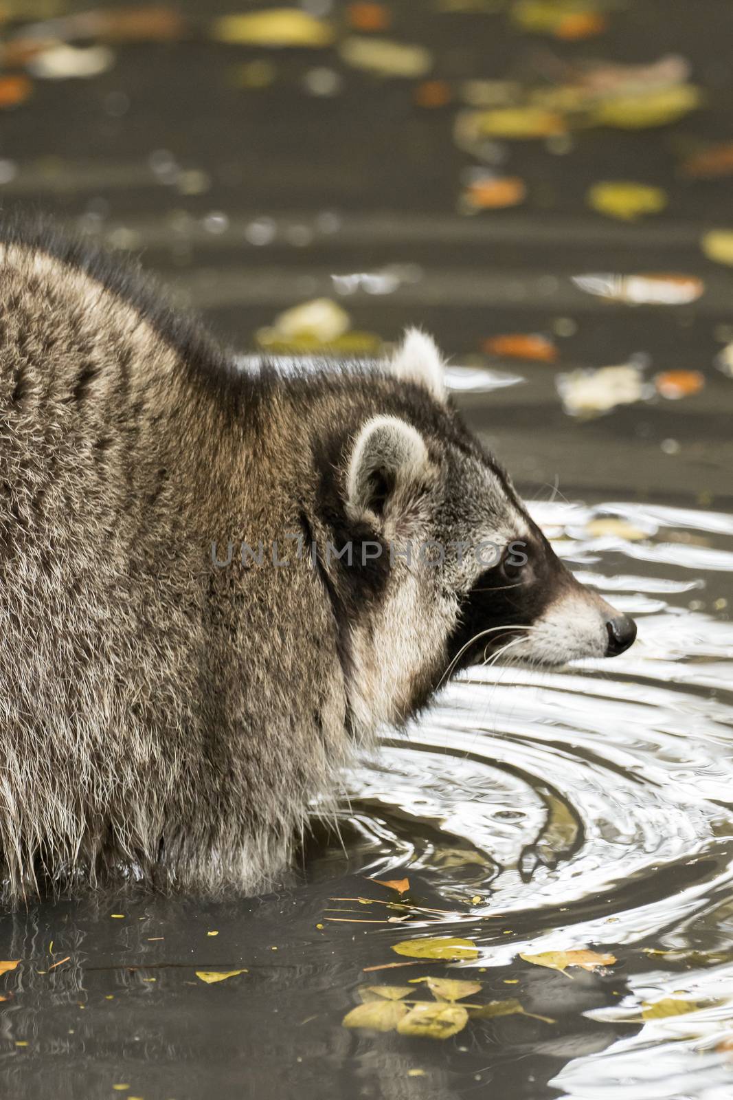 A raccoon plays outside on the water by sandra_fotodesign