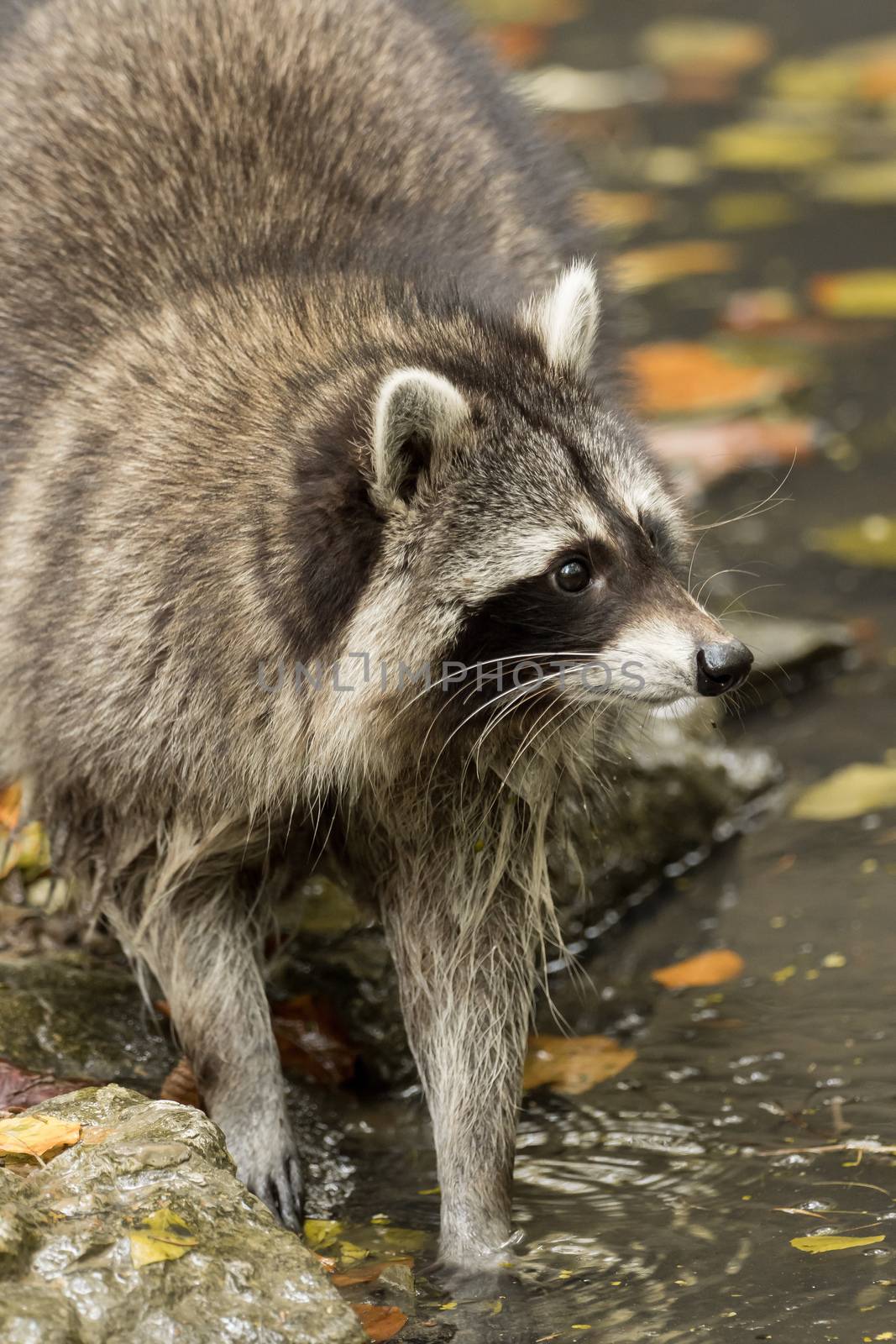 A raccoon plays outside on the water by sandra_fotodesign