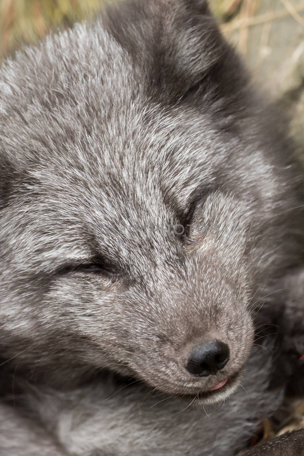 Close-up of the head of a young polar fox