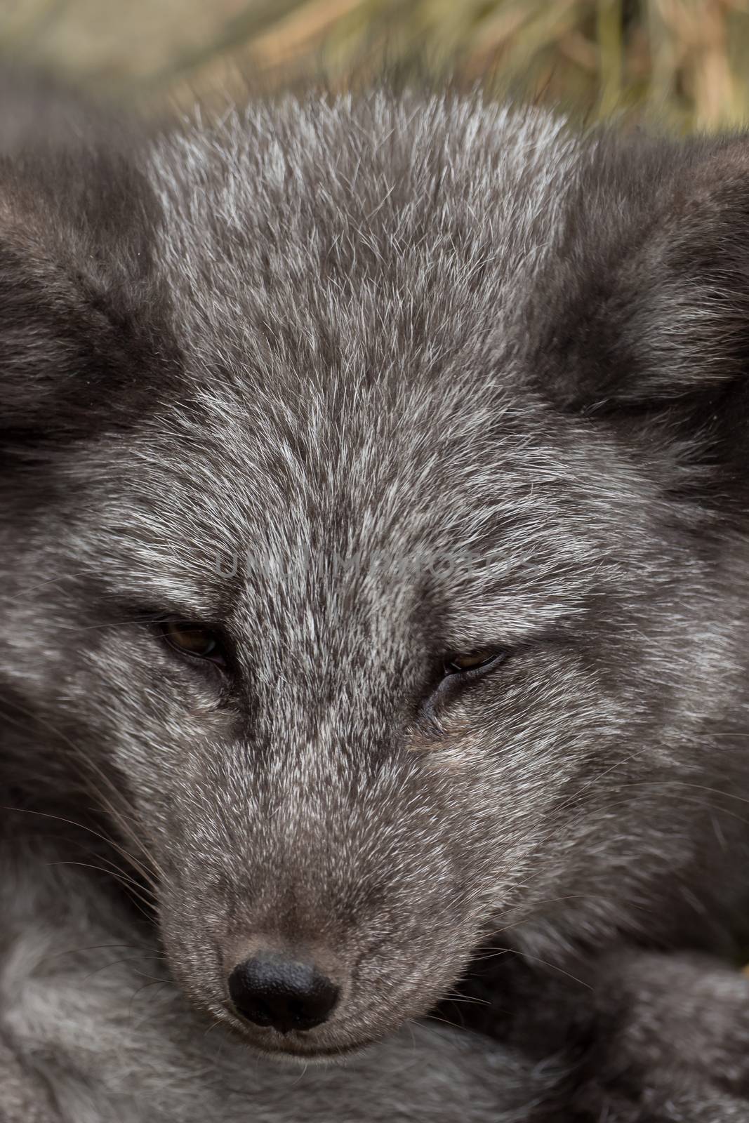 Close-up of the head of a young polar fox