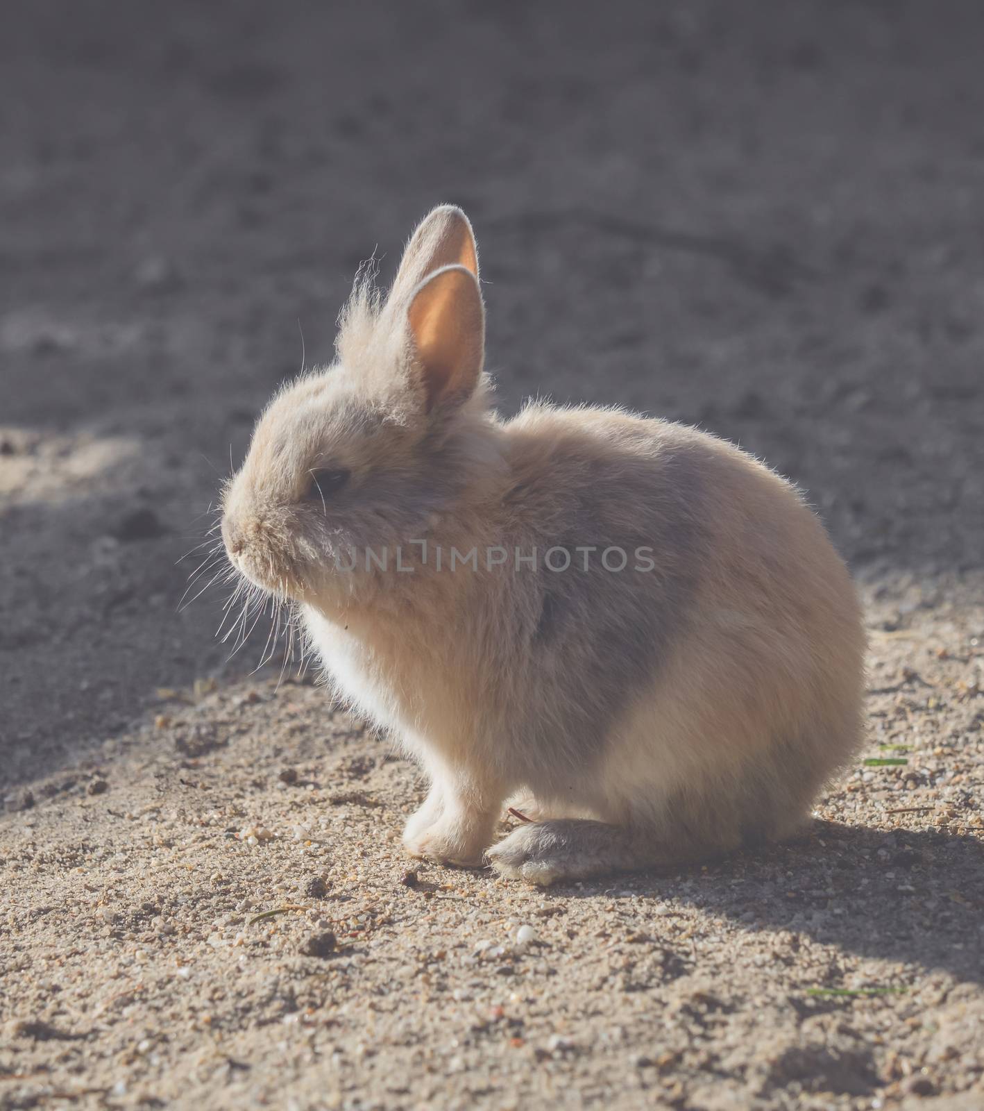A little bunny is sitting in the sun